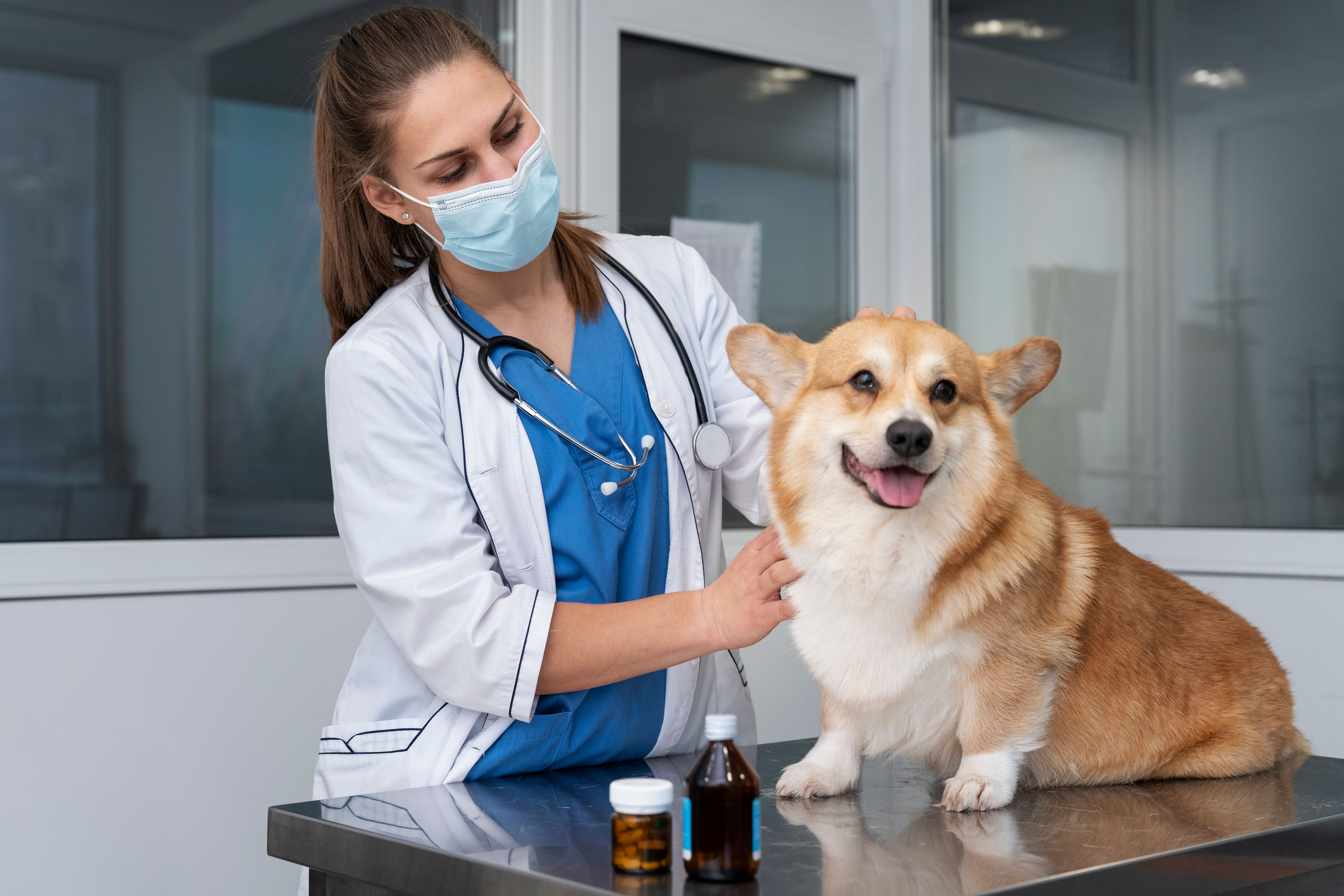 Médica veterinária em consulta domiciliar com um cão