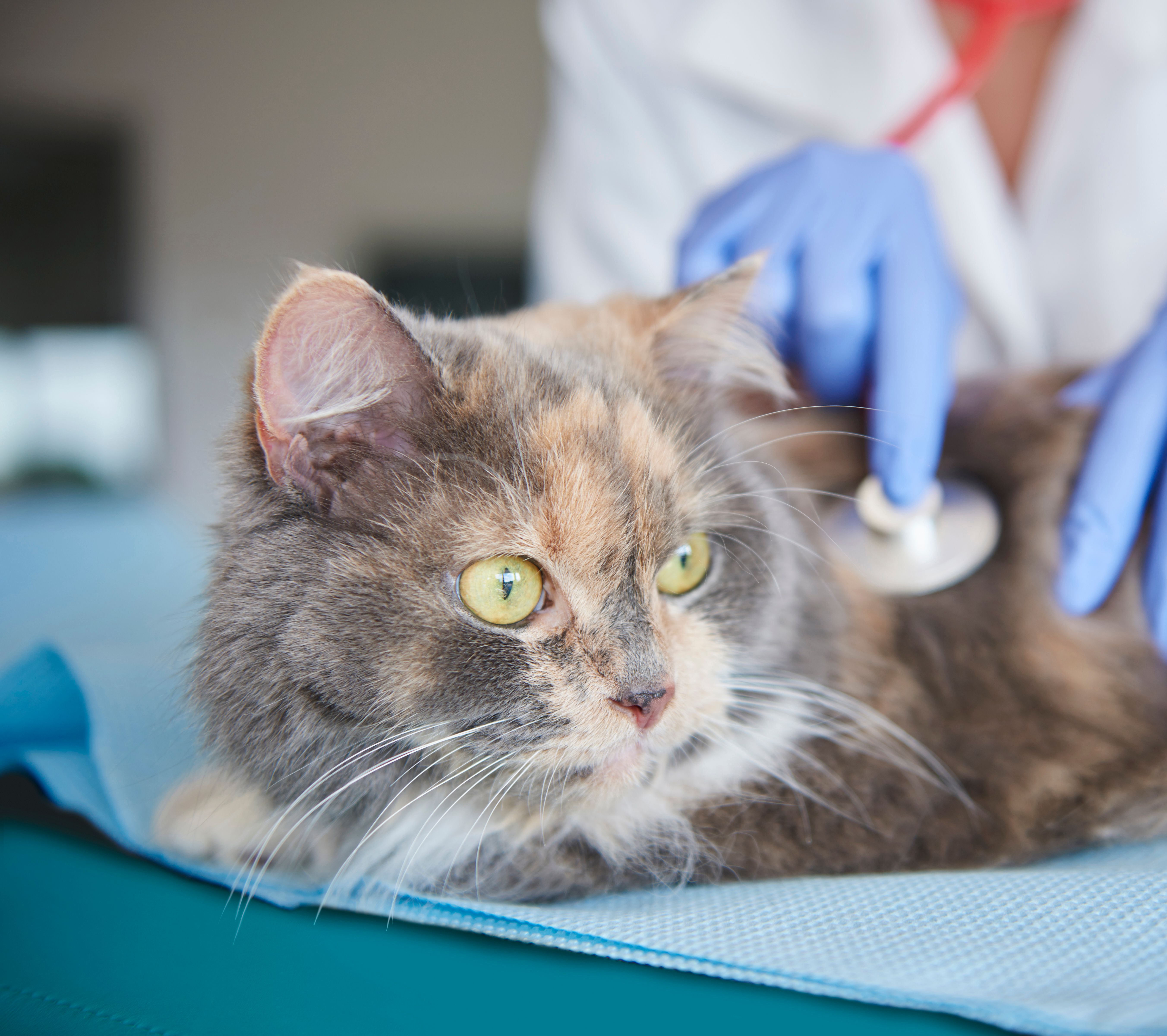 Gato sendo examinado por médica veterinária
